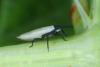 Catoplatus carthusianus